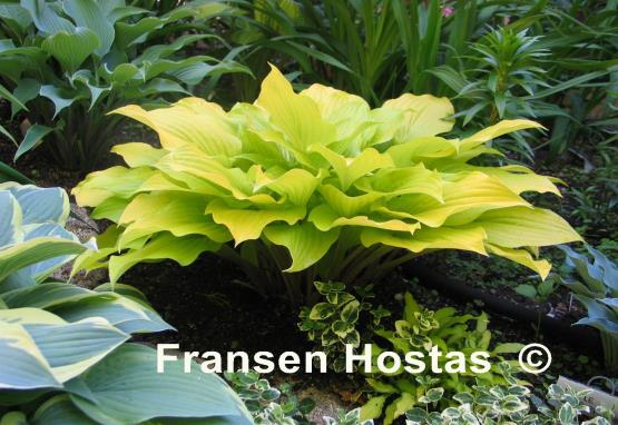 Hosta Enduring Beacon